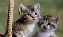 一只猫咪的心里话