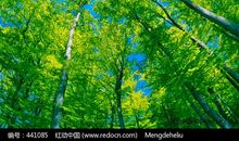 假如世界没有了树木