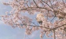 花未央，人未老