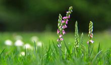 那个夏日的早晨