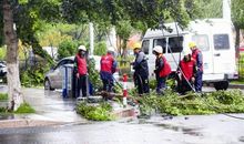 窗前的那抹绿影