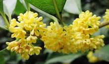 那淡雅的桂花拨动了我的心弦