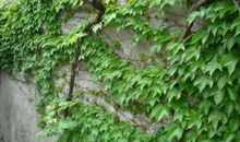 我最喜欢的爬山虎