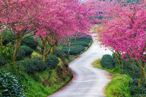 樱花园春游