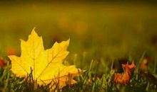 那就是我，一片小小的秋叶