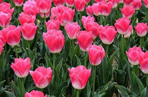 郁金香花后
