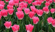 花中皇后——郁金香