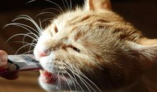 我家有个小伙伴