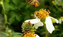 一只离群的蜜蜂续写