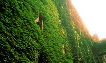 那就是我，断壁的爬山虎