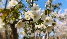 簇簇花开，一生留恋