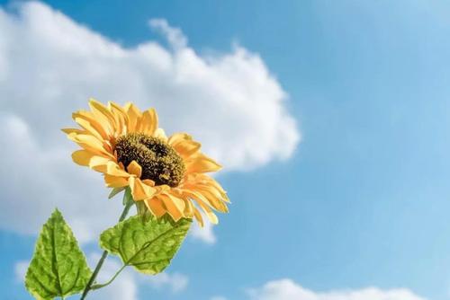 我的心里有阳光