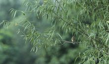 聆听鸟鸣的感觉真好