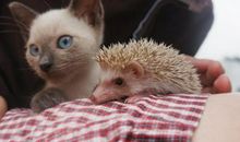 刺猬长刺的奥秘