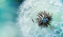 蒲公英带来的启示