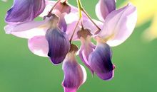 又到一年紫藤花开