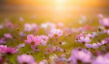 春日里的一抹暖阳