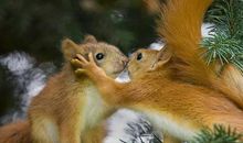 两只松鼠