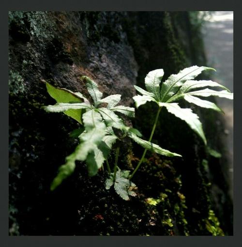 校园草