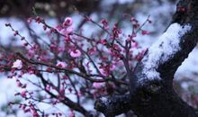 傲雪的梅
