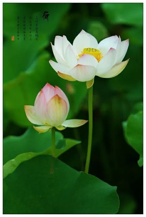 母爱是无限的