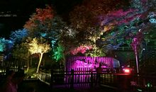 奇特的跳舞森林