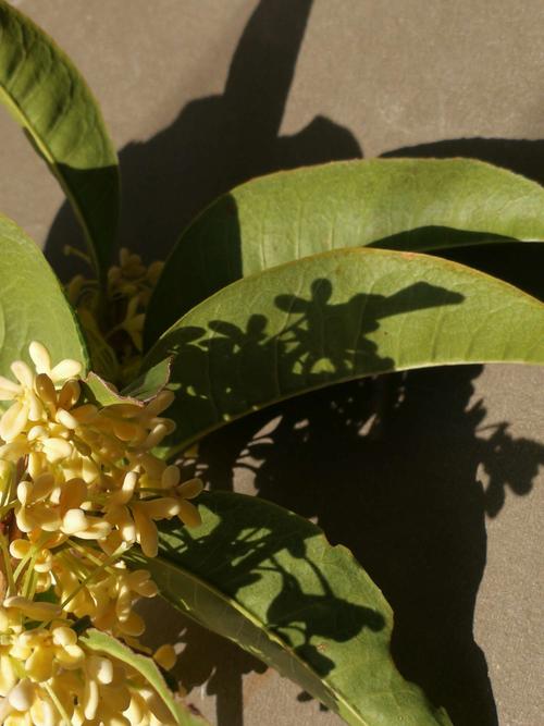 桂花之魂