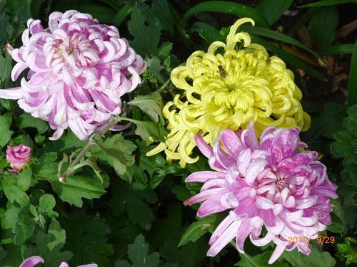 秋菊