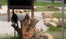 上方山动物园游记