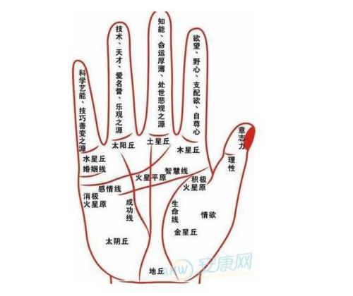 左手和右手