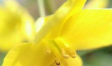 听听春天的声音