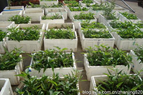 我的菜园