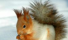 在那春风之下的松鼠