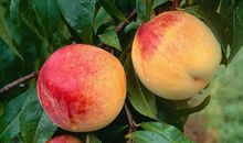 我最喜欢的水蜜桃