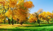 迷人的四季之春