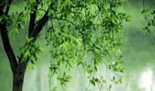 梧桐树下我成长