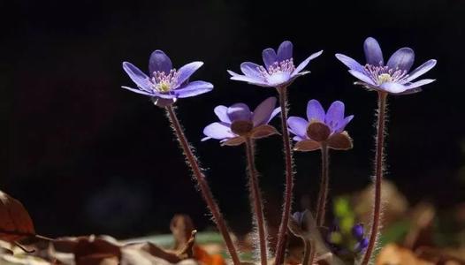 苔藓花小如米，但它们也学会开花