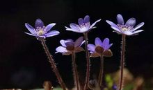 苔花如米小，也学牡丹开