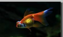 三条美丽的小金鱼