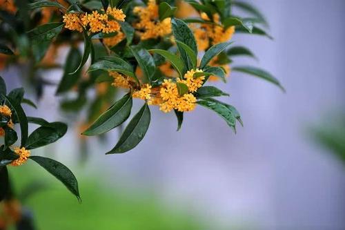 桂花的使者