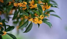 秋的使者—桂花