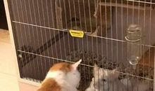 描写流浪猫的作文