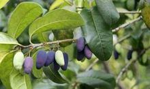 桂花树为什么会结果