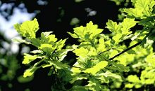 一次奇异的游历