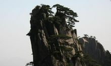 我是崖上一棵松