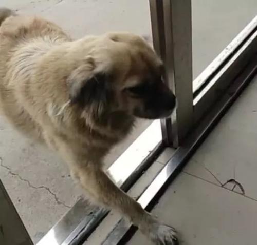 puppy悔的小狗