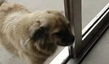 一只小狗的自白