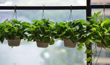 我家阳台上的绿萝