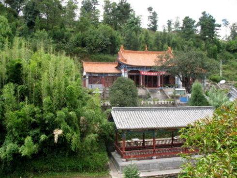 云州冠菊