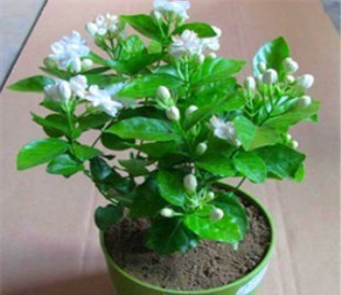 茉莉花